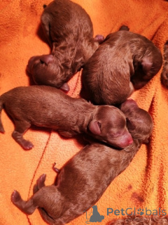 Photo №4. I will sell poodle (toy) in the city of Jarkovac. breeder - price - negotiated