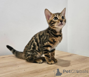 Photo №4. I will sell bengal cat in the city of Brașov. private announcement - price - negotiated
