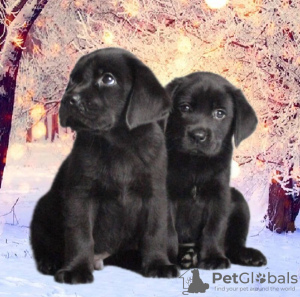 Photo №2 to announcement № 81239 for the sale of labrador retriever - buy in Ukraine private announcement