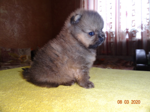 Photo №2 to announcement № 5907 for the sale of pomeranian - buy in Russian Federation breeder