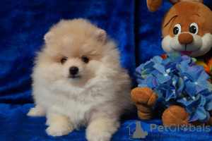 Photo №2 to announcement № 42487 for the sale of pomeranian - buy in Russian Federation breeder