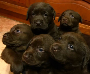 Photo №4. I will sell labrador retriever in the city of Tver. from nursery, breeder - price - Negotiated