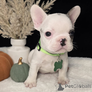 Photo №2 to announcement № 157836 for the sale of french bulldog - buy in Ireland private announcement