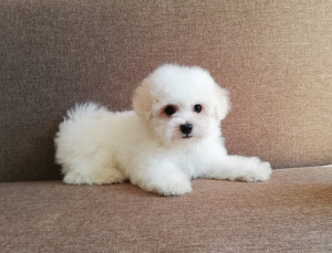 Photo №2 to announcement № 2443 for the sale of bichon frise - buy in Belarus from nursery