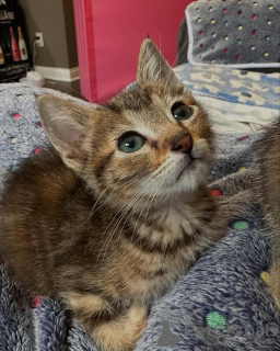 Photo №1. bengal cat - for sale in the city of Munich | 376$ | Announcement № 150587