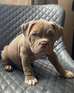 Photo №1. american bulldog - for sale in the city of 665 Site Colonia | 860$ | Announcement № 176154