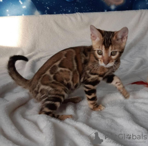 Photo №1. bengal cat - for sale in the city of Canada Bay | negotiated | Announcement № 36882