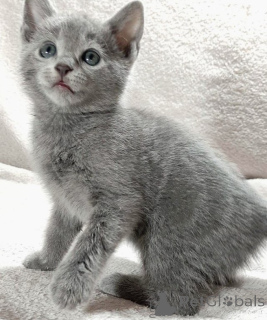 Photo №1. russian blue - for sale in the city of Grigiškės | negotiated | Announcement № 173431