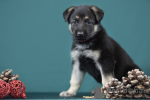 Additional photos: East-European shepherd puppies looking for new home