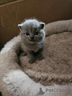 Photo №1. british shorthair - for sale in the city of Duisburg | 370$ | Announcement № 103550