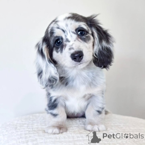 Photo №3. Stunning Silver Dapple Long-Haired Dachshund Puppy Rare Beauty Looking for Love!. Germany