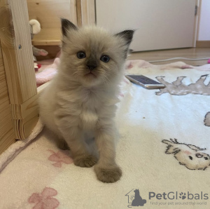 Photo №3. Ragdoll kitten. Germany