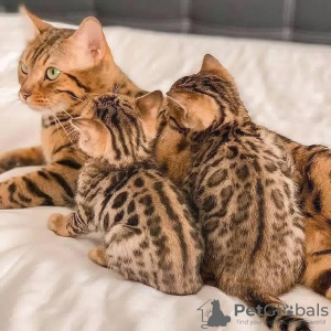 Photo №1. bengal cat - for sale in the city of Lüneburg | 200$ | Announcement № 132615