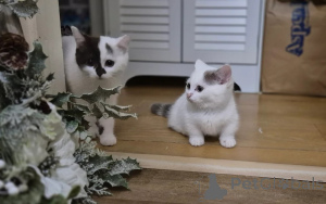 Photo №1. munchkin - for sale in the city of Zweibrücken | 350$ | Announcement № 166194