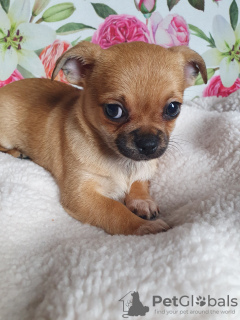 Photo №3. The Chihuahua is a sweet and smart puppy.. Georgia