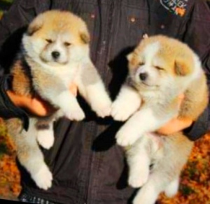 Photo №4. I will sell akita in the city of Kiev. from nursery - price - Is free