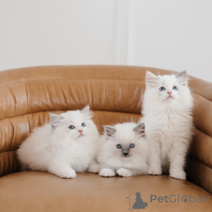 Photo №1. ragdoll - for sale in the city of Katowice | negotiated | Announcement № 169332