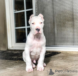 Photo №1. dogo argentino - for sale in the city of Michigan City | 700$ | Announcement № 126078