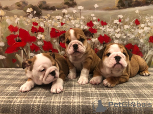 Photo №1. french bulldog - for sale in the city of Kansas City | 500$ | Announcement № 12332