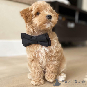 Photo №2 to announcement № 159933 for the sale of maltese dog - buy in Switzerland private announcement