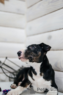 Additional photos: Miniature bull terrier puppies