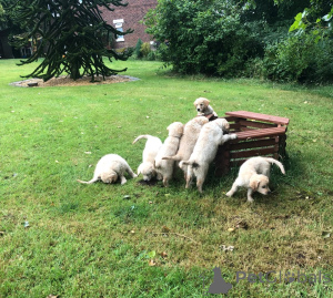 Photo №2 to announcement № 148576 for the sale of golden retriever - buy in Czech Republic 