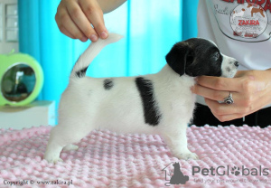 Photo №2 to announcement № 20214 for the sale of jack russell terrier - buy in Poland breeder