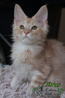 Photo №1. maine coon - for sale in the city of St. Petersburg | 675$ | Announcement № 18285