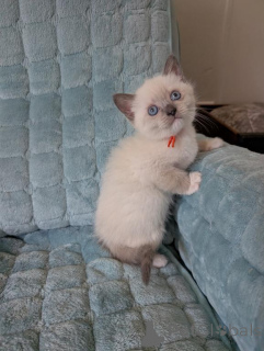Photo №1. ragdoll - for sale in the city of Jettingen | 361$ | Announcement № 173531