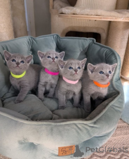 Photo №1. russian blue - for sale in the city of Algermissen | 361$ | Announcement № 157779