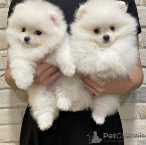 Photo №2 to announcement № 119987 for the sale of pomeranian - buy in Germany private announcement