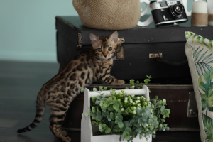 Photo №2 to announcement № 923 for the sale of bengal cat - buy in Russian Federation breeder