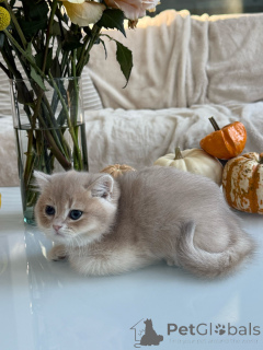Photo №1. british shorthair - for sale in the city of Ensuede | negotiated | Announcement № 178095