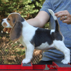 Photo №2 to announcement № 127638 for the sale of beagle - buy in Germany 