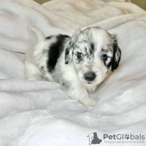 Photo №1. dachshund - for sale in the city of Przemyśl | 423$ | Announcement № 126674