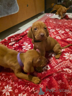 Photo №3. Beautiful Hungarian Vizsla Puppies Looking for Their Forever Homes!. Hong Kong