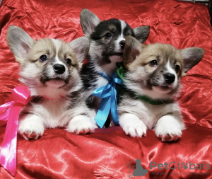 Photo №4. I will sell welsh corgi in the city of Minsk. private announcement - price - 1520$