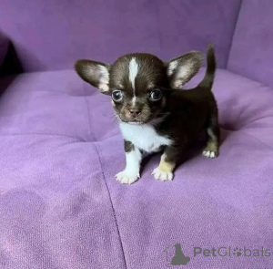 Photo №1. chihuahua - for sale in the city of Tennessee City | 800$ | Announcement № 166543