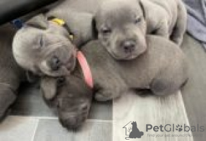 Photo №2 to announcement № 127105 for the sale of staffordshire bull terrier - buy in Germany private announcement