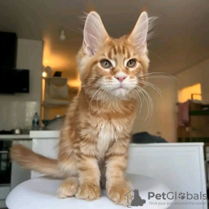 Photo №4. I will sell maine coon in the city of Yuma. private announcement - price - 400$