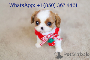 Photo №2 to announcement № 153194 for the sale of cavalier king charles spaniel - buy in United States breeder