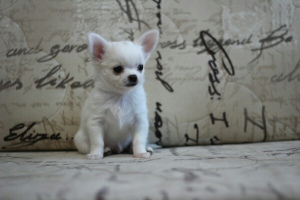 Photo №1. chihuahua - for sale in the city of Москва | 335$ | Announcement № 1427