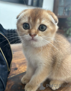 Photo №1. scottish straight - for sale in the city of Bremen | 329$ | Announcement № 153209