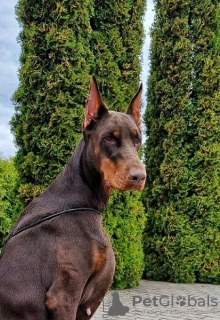 Additional photos: Doberman KSU/FCI