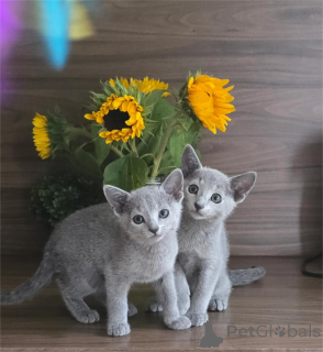 Photo №2 to announcement № 152918 for the sale of russian blue - buy in Germany 