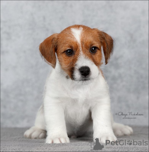 Photo №1. jack russell terrier - for sale in the city of St. Petersburg | 671$ | Announcement № 9565