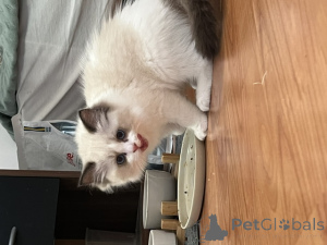 Photo №4. I will sell ragdoll in the city of Limbourg.  - price - Is free