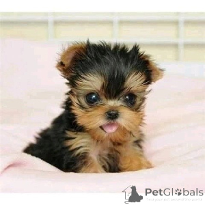 Photo №2 to announcement № 157331 for the sale of yorkshire terrier - buy in Italy private announcement