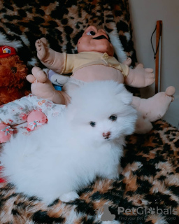 Additional photos: pomeranian