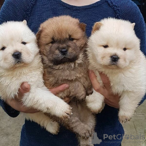 Photo №1. chow chow - for sale in the city of Los Angeles | Is free | Announcement № 17537